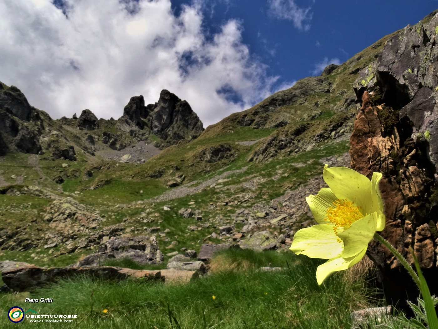 36 Pulsatilla alpina sulphurea (Anemone sulfureo) con Valletto.JPG